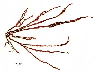 helminthoides nemalion)