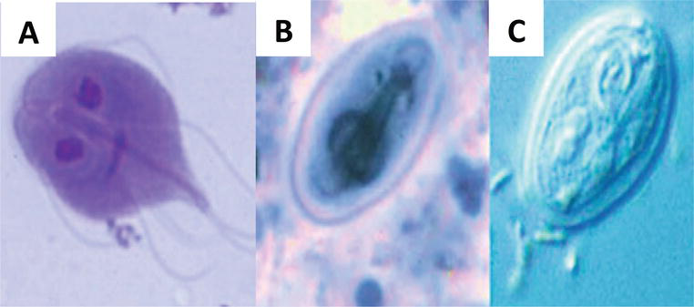 giardia muris in humans