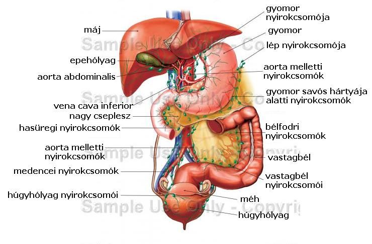 Ascaris emberi test felépítése
