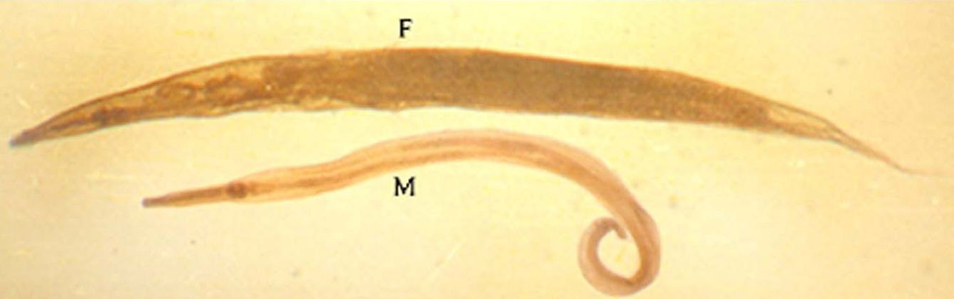 pinworms parazitológia