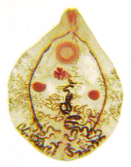 nyaki platyhelminthes flukes