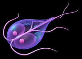 giardiasis mi ez a betegség