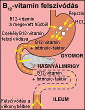 a vérszegénység férgeket okoz