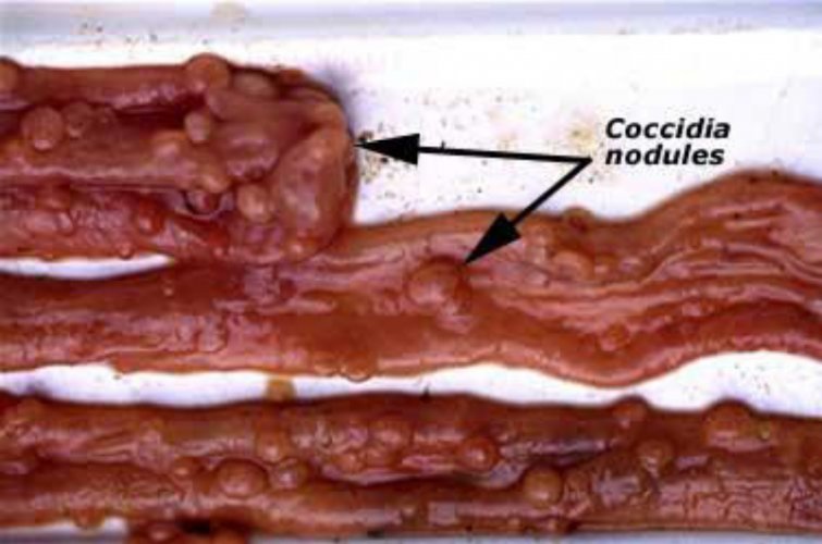 coccidia parazita)