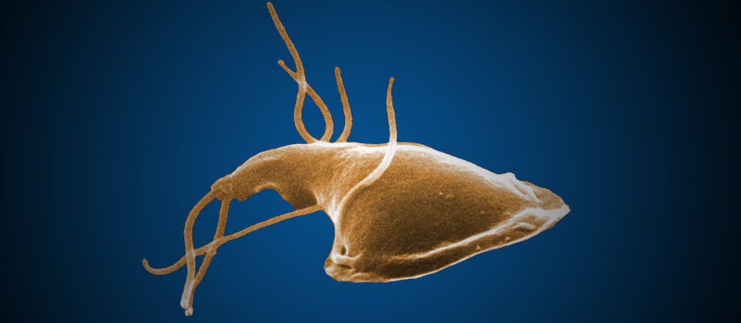 Adok giardia férgeket