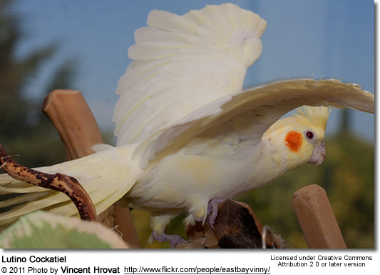 paraziták a cockatieleken