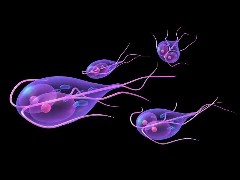 giardiasis y embarazo)