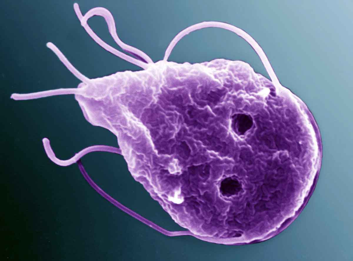 giardia forum)