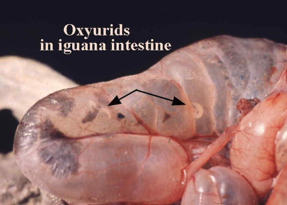 gastritis és pinworms)