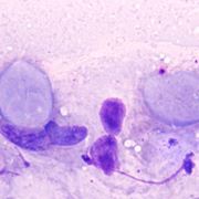 Giardia cane forum,