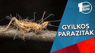 Az epe stagnálása parazitákkal