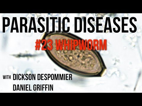 Ostorféreg trichocephalosis Trichocephalosis gazdaszervezet Biológia és orvostudomány