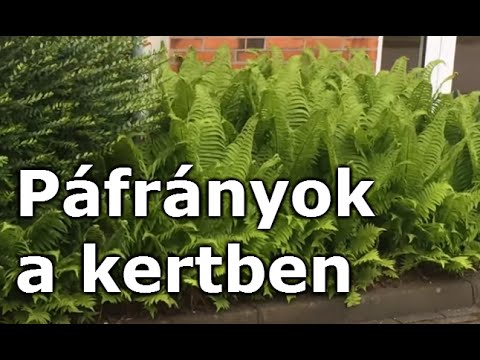 páfrány parazita)