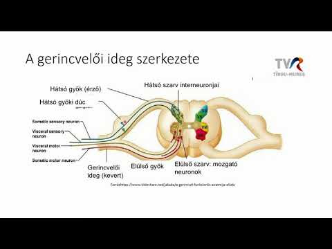 paraziták a szöcskében