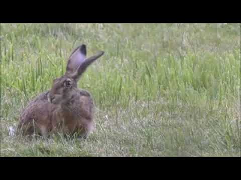 az én világom egy bika galandféreg