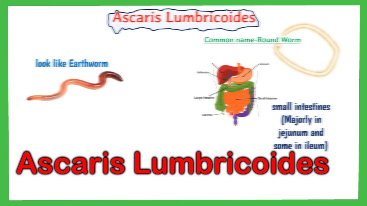 ember és ascaris