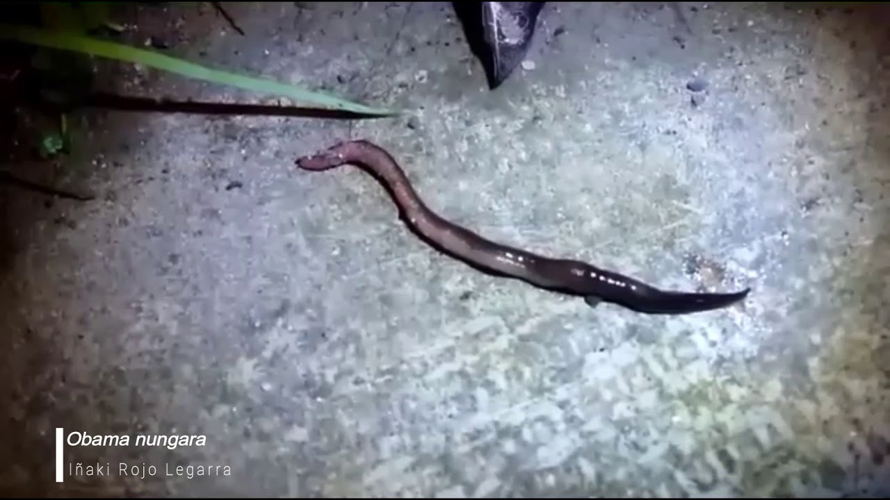 Laposférgek