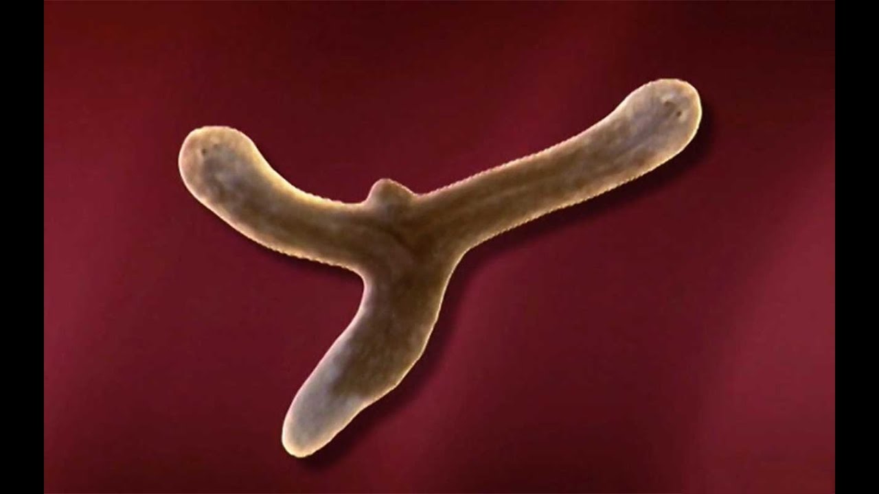 a planaria fehér parazita)