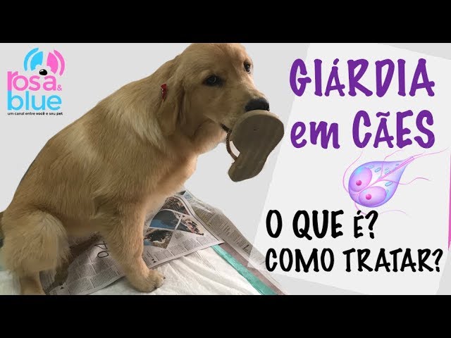 Giardia remedio caes