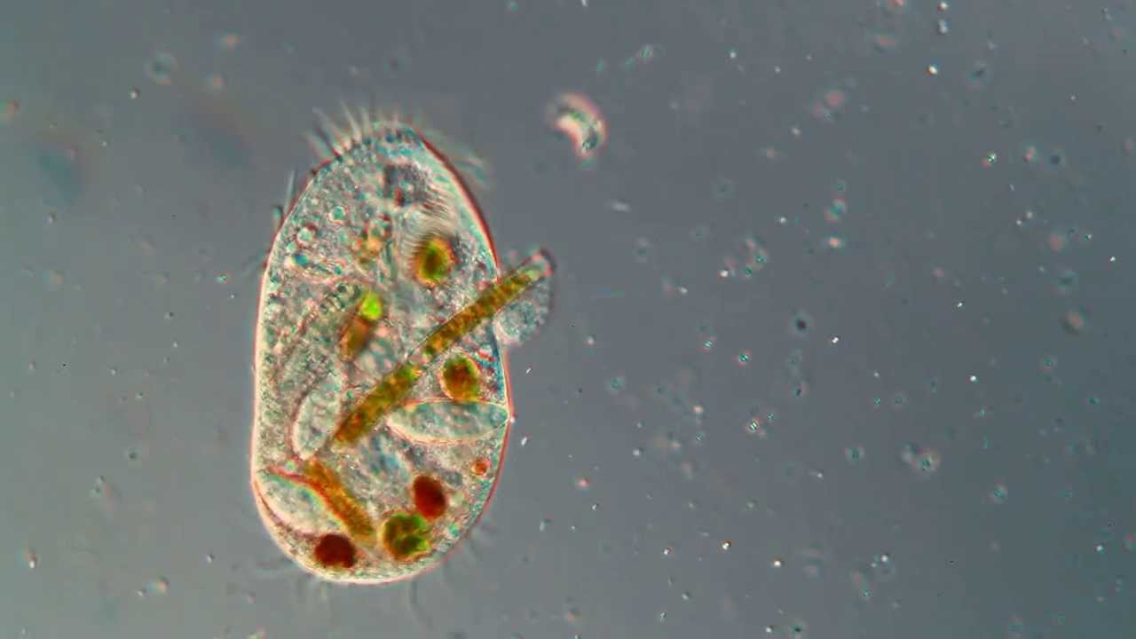 a giardiasis tudatvesztést okozhat
