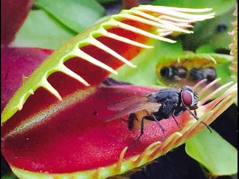 paraziták venus flytrap
