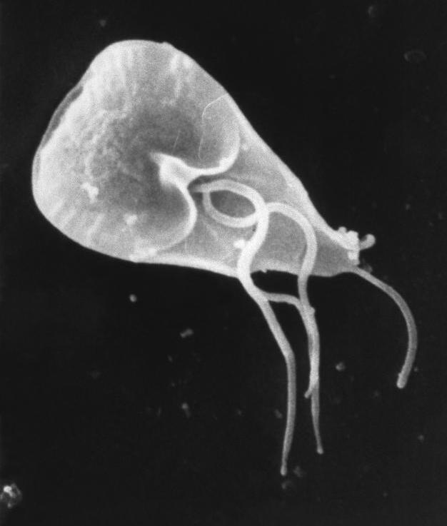 giardia cdc treatment)