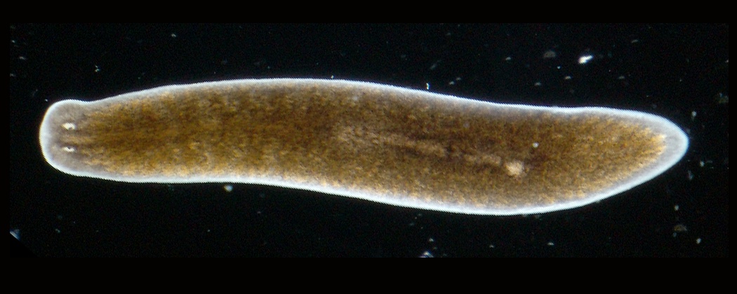 a planaria fehér parazita