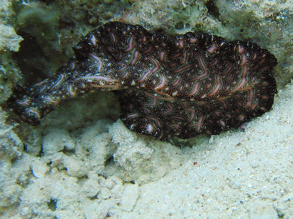anyag filum platyhelminthes)