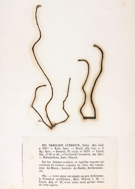 nemalion helminthoides taxonómia