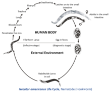aszcariasis enterobiosis hookworm necatorosis trichocephalosis gyógyszer és a férgek megelőzése