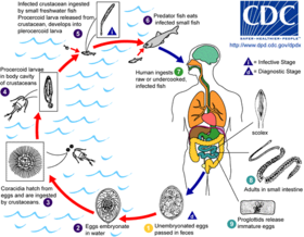 A diphyllobothriasis biohelminth
