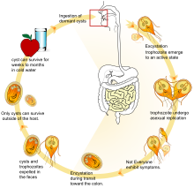 giardiasis humans