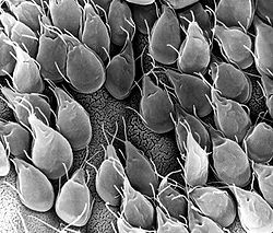 giardia muris in humans)