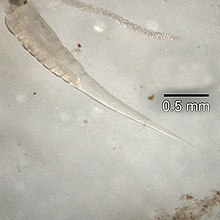 condyloma egészség miért álmodni férgeket a lábában