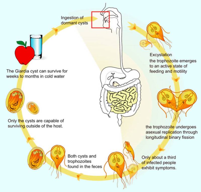 giardia symptoms treatment)