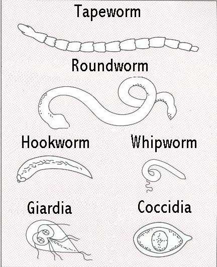 coccidia parazita)