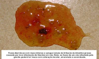 o que e giardia em cachorro)