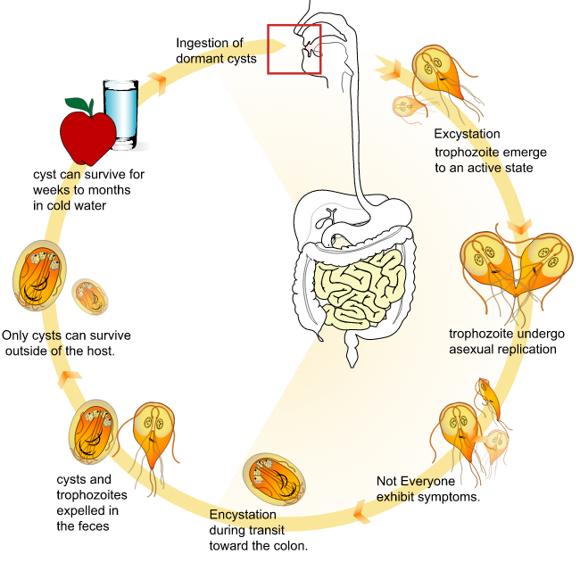 giardia in kittens