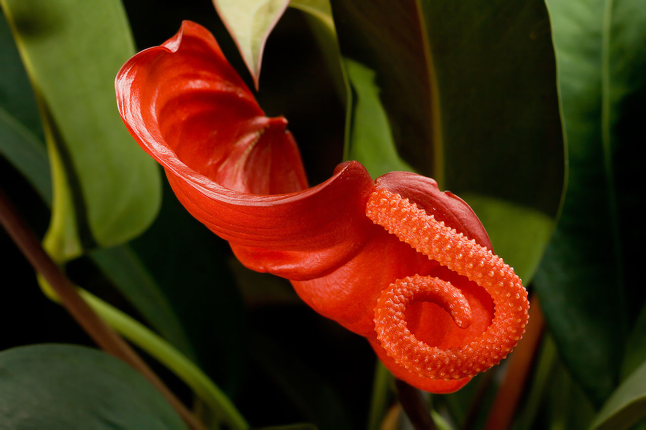 anthurium paraziták