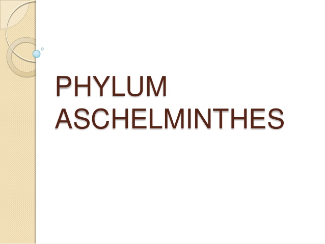 phylum nemathelminthes ppt