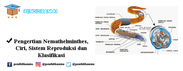 gyomorférgek tünetei Ascaris a papoktól