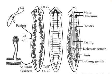 MOLLUSCA, ARTHOPODA DAN ECHINODERMATA - PDF Free Download - Sistem reproduksi filum platyhelminthes