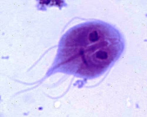 giardia pies objawy
