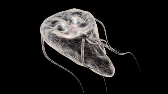 giardiasis antibiotics)