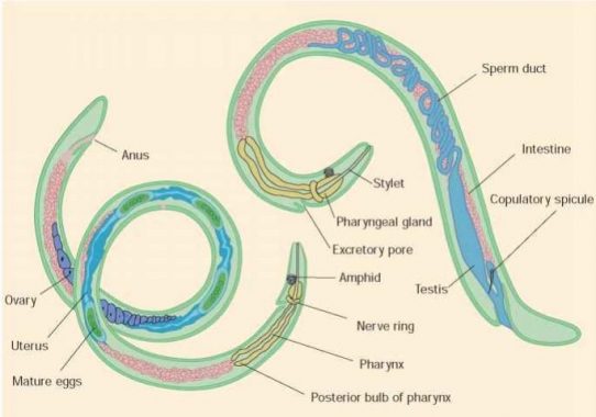 makalah phylum nemathelminthes