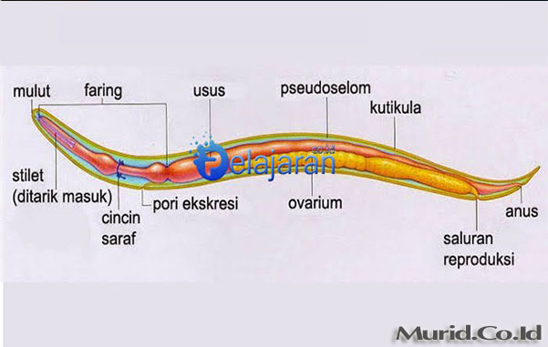 Contoh nemathelminthes yang parasit - schirilla.hu