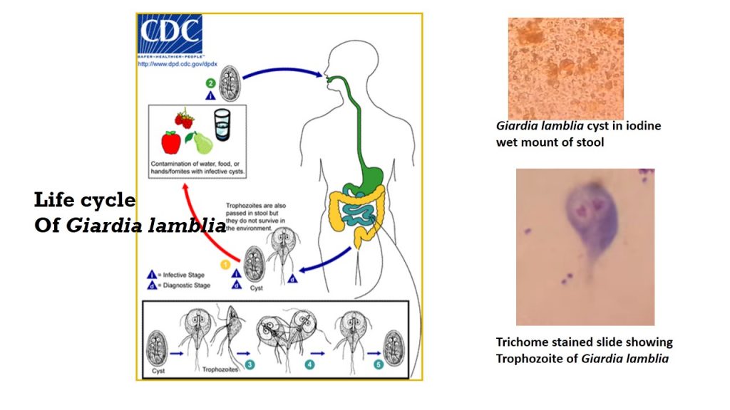 giardiasis life cycle cdc