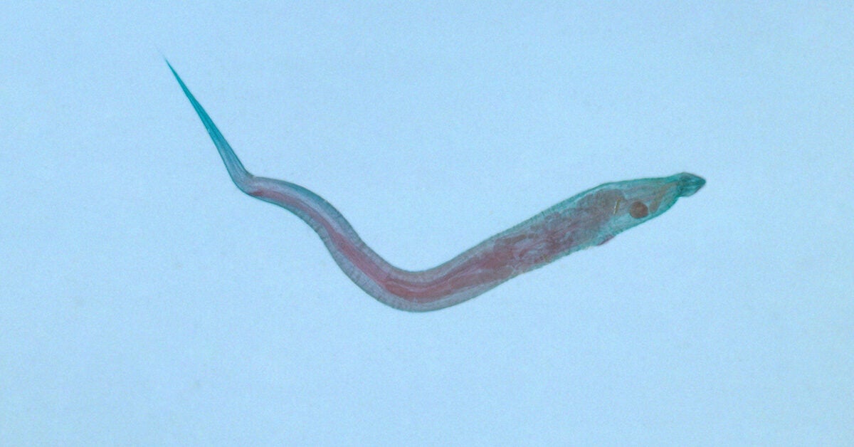 pinworms méret)