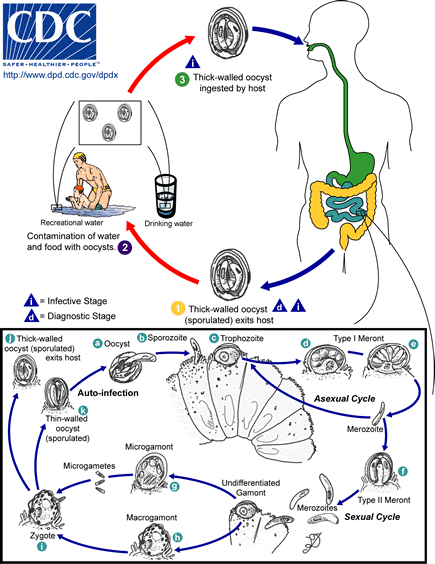 cryptosporidium and giardia in drinking water