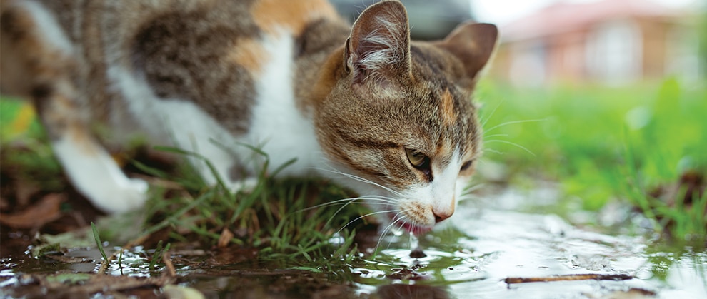 giardia treatment in cats